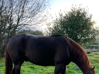 hästar Morgan partbred valack - Annons 1