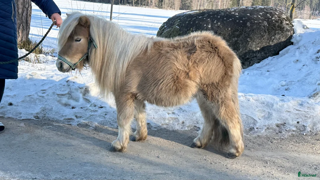 Allround hästar till salu: Två minishettiskillar, isabell och mushroom  i Heby - Annons 6