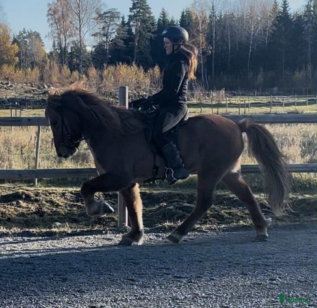 Island hästar till salu: Flott och femgångs valack, kurser/tävling/ridhäst i Gimo - Annons 2