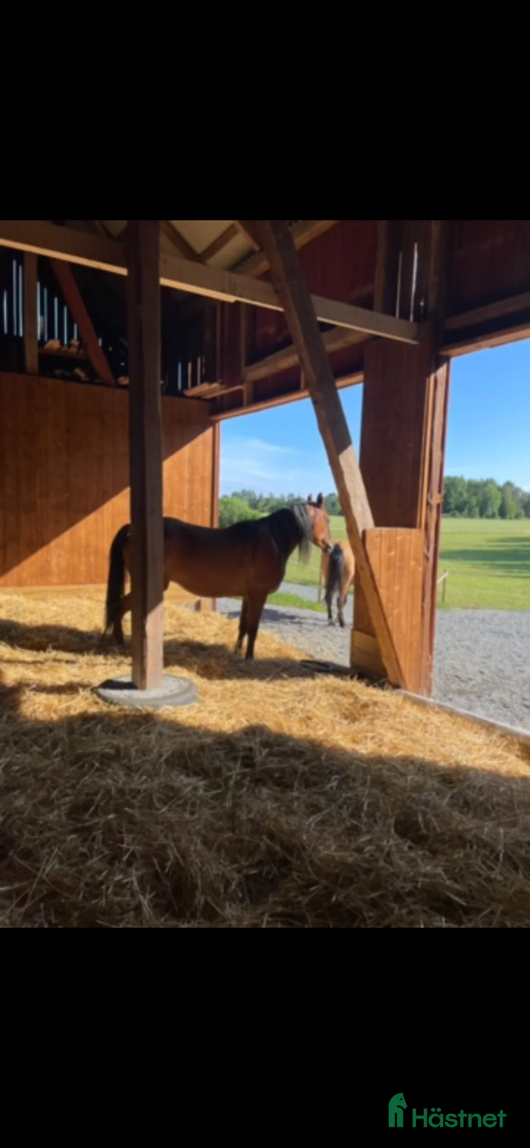  stallplats finnes: Fin lösdrift för valack i Ekolsund - Annons 1