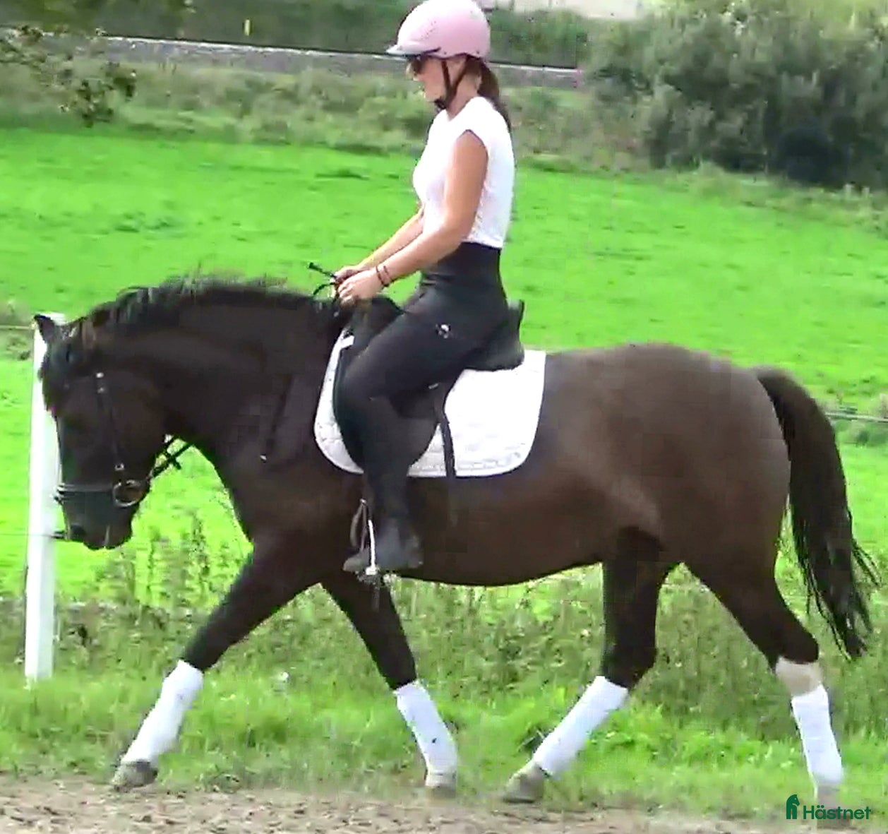  hästar The talented Pony you’re looking for! i Örsundsbro - Annons 5