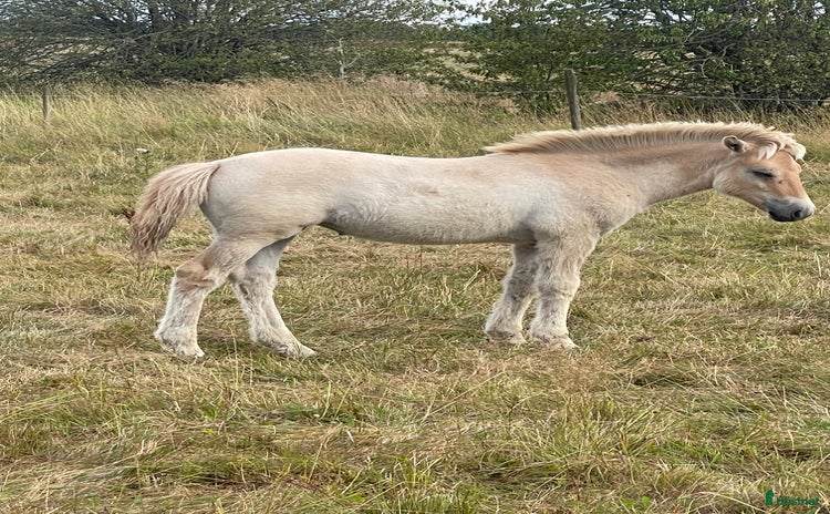  hästar 1 rödblackt hingstföl i Trollhättan - Annons 11