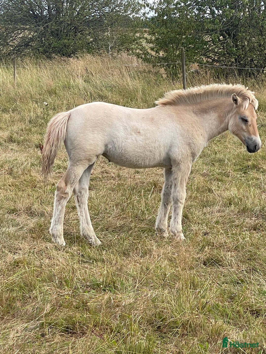 Avelshästar hästar till salu: 1 rödblackt hingstföl i Trollhättan - Annons 1