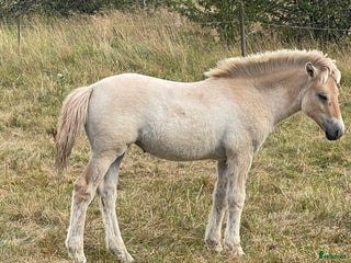 hästar 1 rödblackt hingstföl i Trollhättan - Annons 8