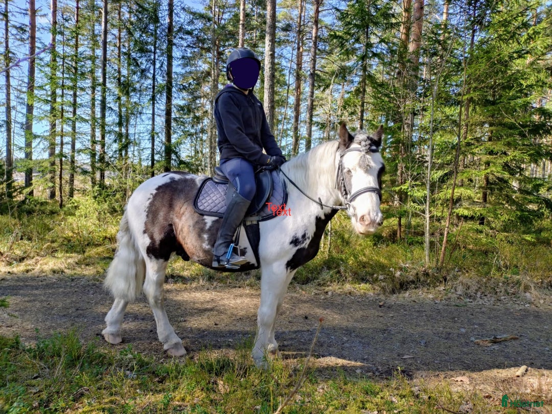  foderhäst finnes: stor B ponny i Åmål - Annons 1