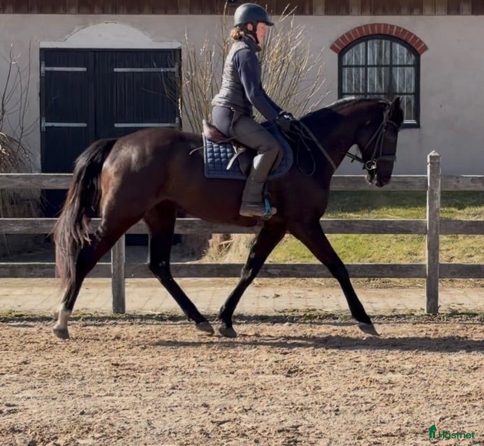Hoppning hästar till salu: 3-årigt sto e:Mr Vain - Annons 1