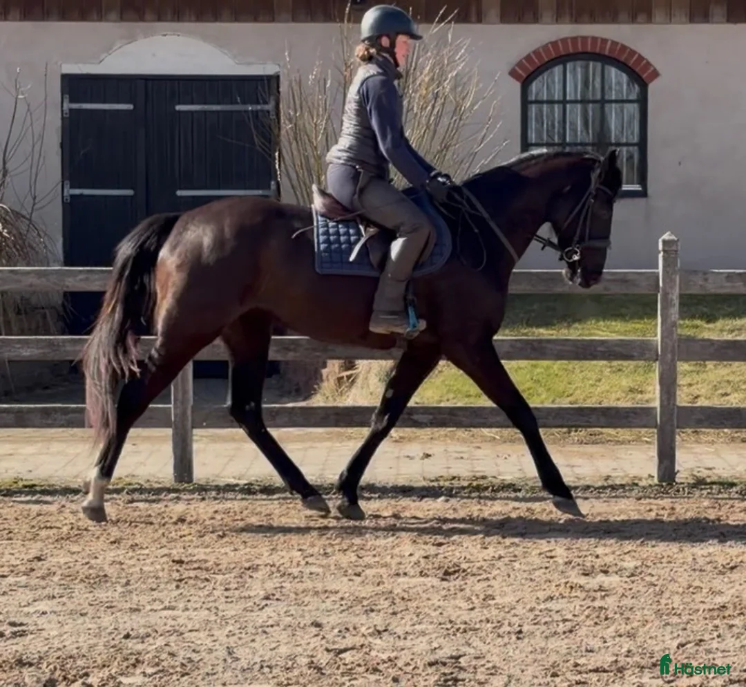 Hoppning hästar till salu: 3-årigt sto e:Mr Vain - Annons 1