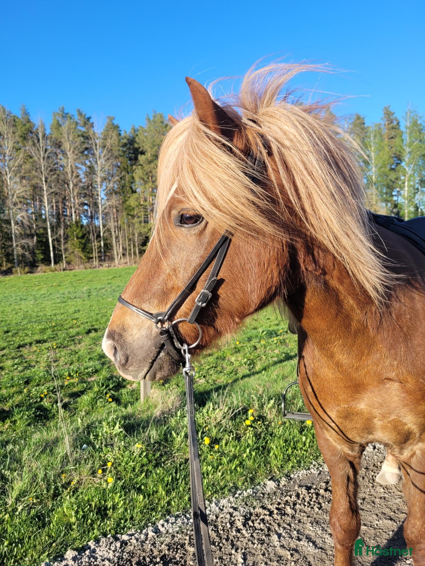  hästar Kul kille. - Annons 3