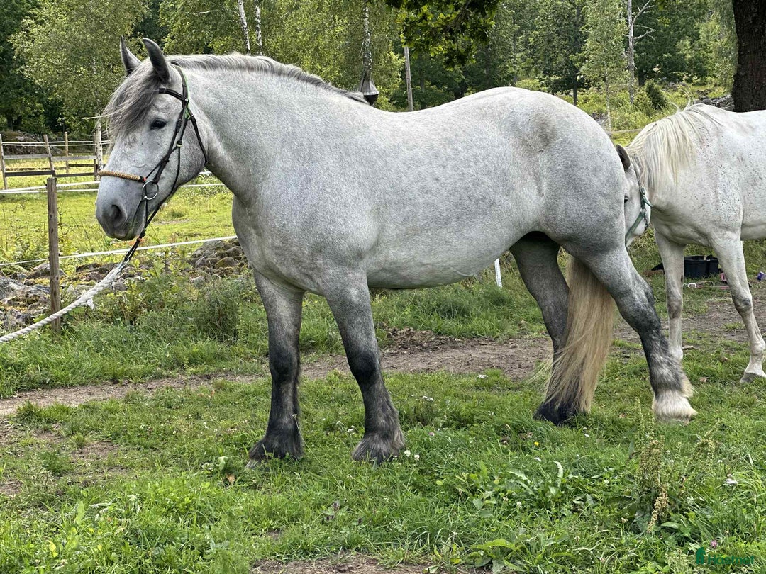 Allround hästar till salu: Underbart kallblods sto - Annons 3