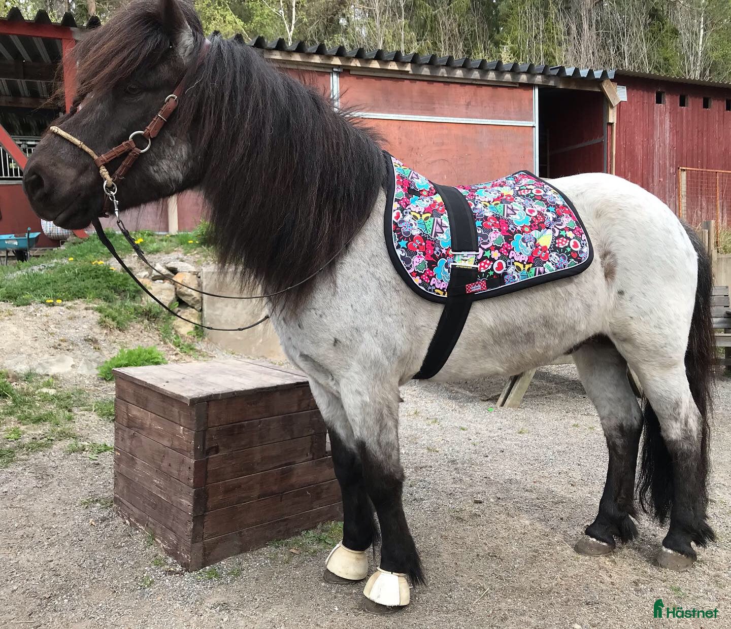  hästar Ljuvlig valack, mor- och dotterhäst i Norra Sorunda - Annons 5