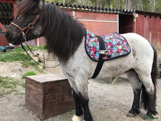 hästar Ljuvlig valack, mor- och dotterhäst i Norra Sorunda - Annons 6