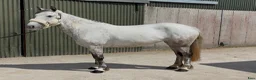 Allround hästar till salu: Irish riding ponies  - Annons 24