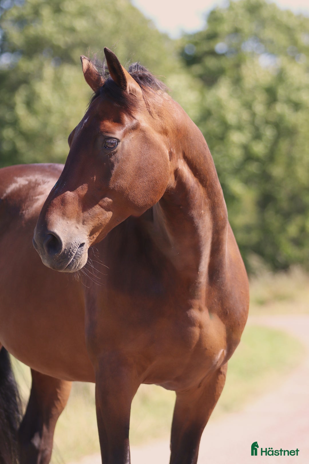 Dressyr hästar till salu: En diamant i Stenstorp - Annons 2
