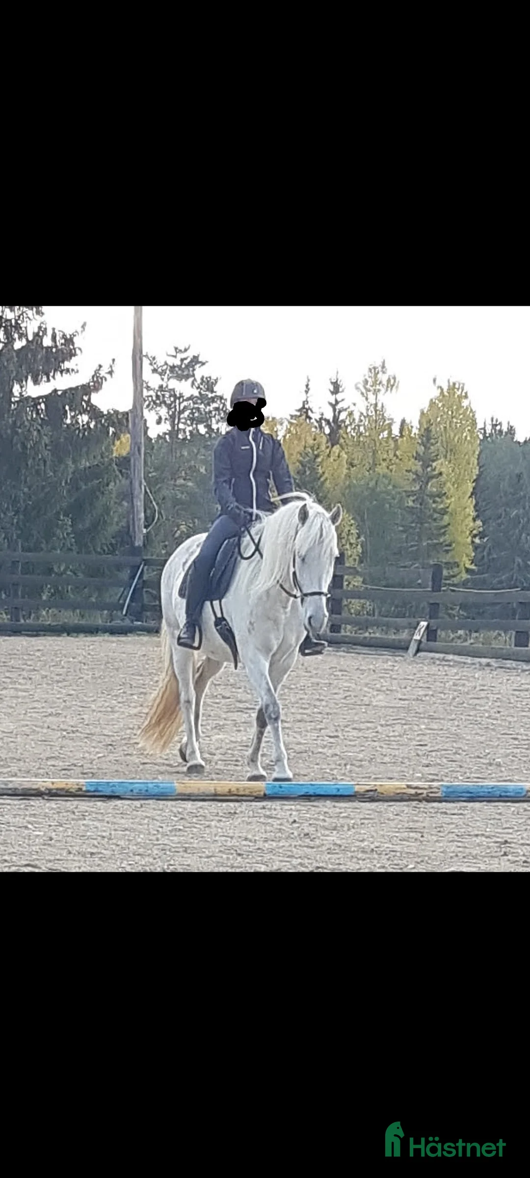 Allround hästar till salu: American curly-sto  i Vetlanda - Annons 4