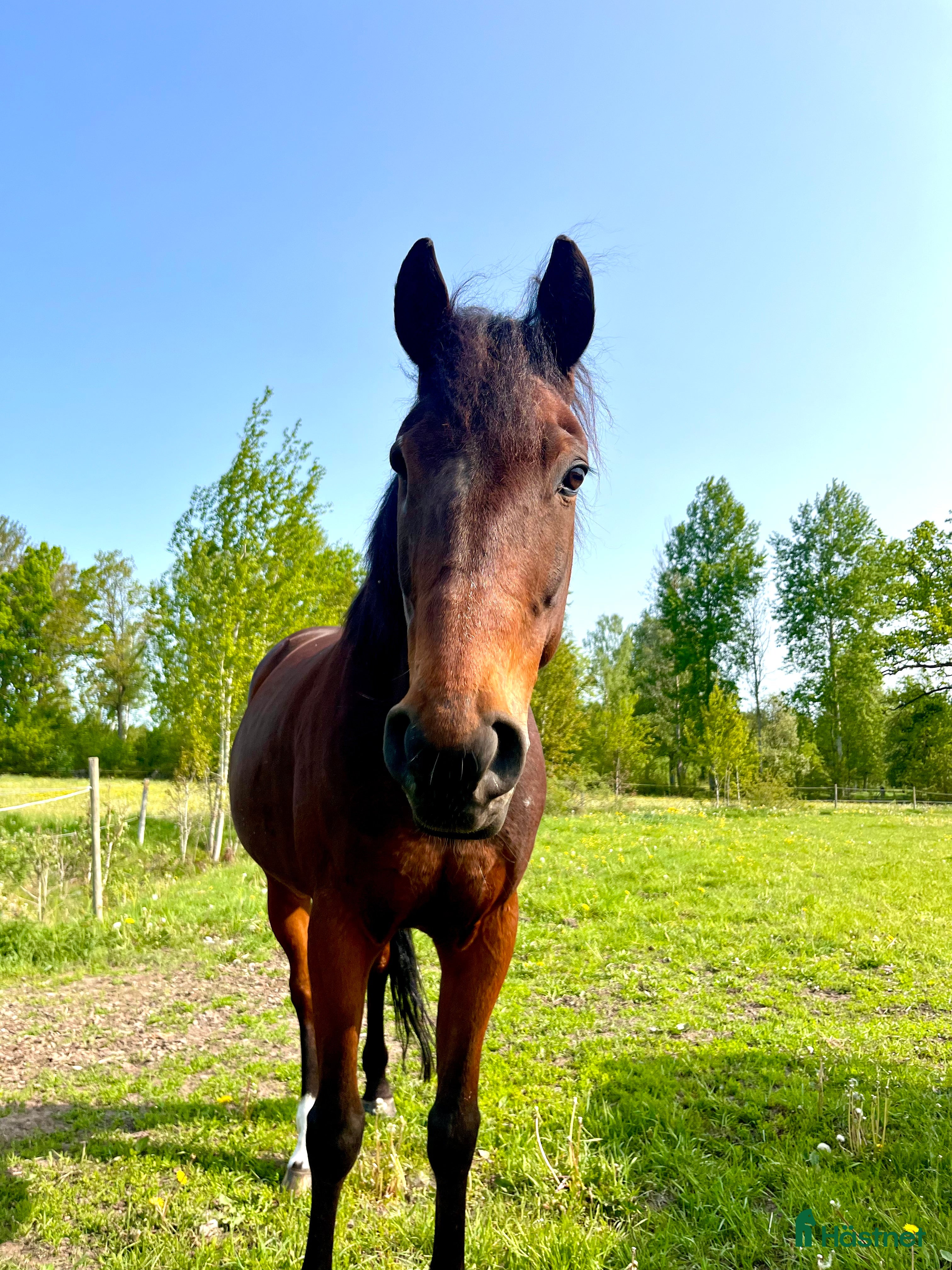  hästar Liten storhäst söker föralltid hem i Trekanten - Annons 4