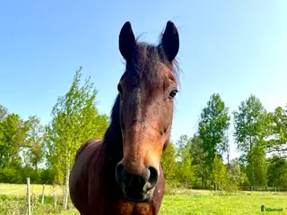 hästar Liten storhäst söker föralltid hem i Trekanten - Annons 4