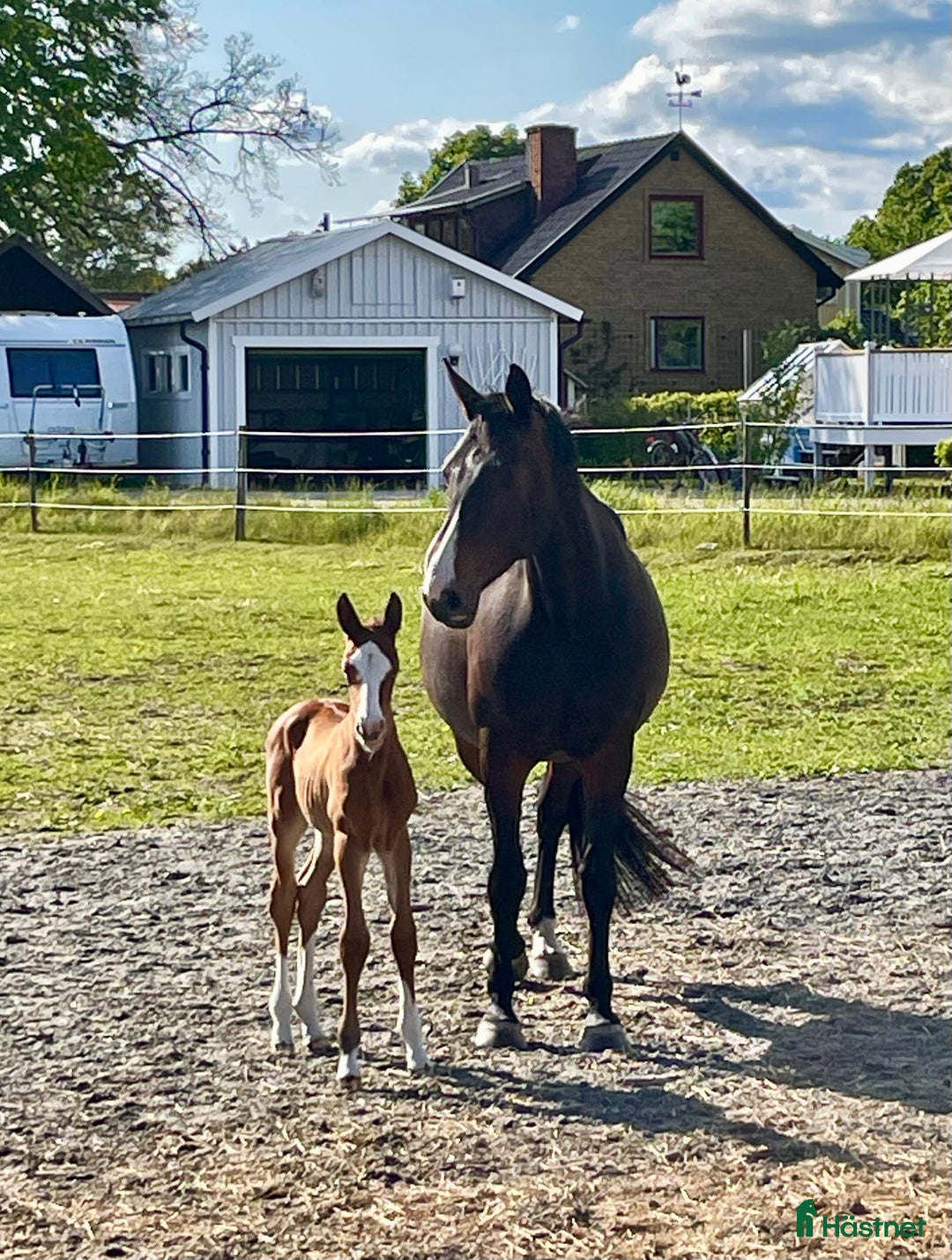 Avelshästar hästar till salu: Sto till avel  i Herrljunga - Annons 4
