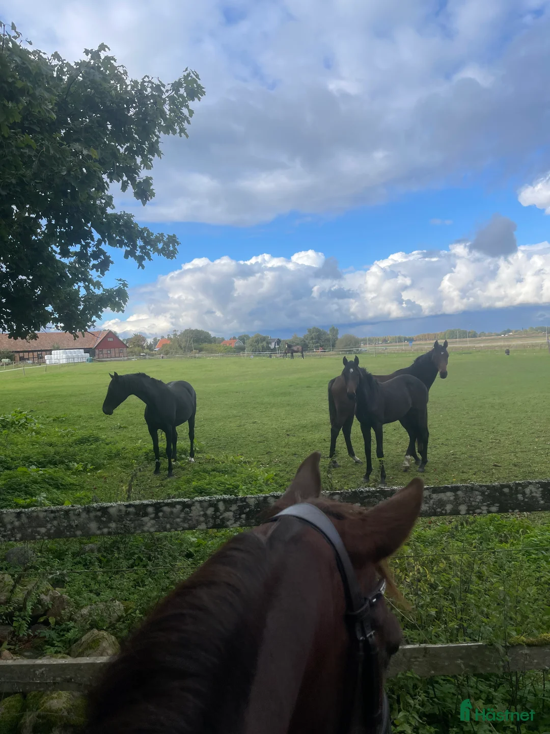  stallplats finnes: Boxplats Stallplats Box Stall Kristianstad i Kristianstad - Annons 4