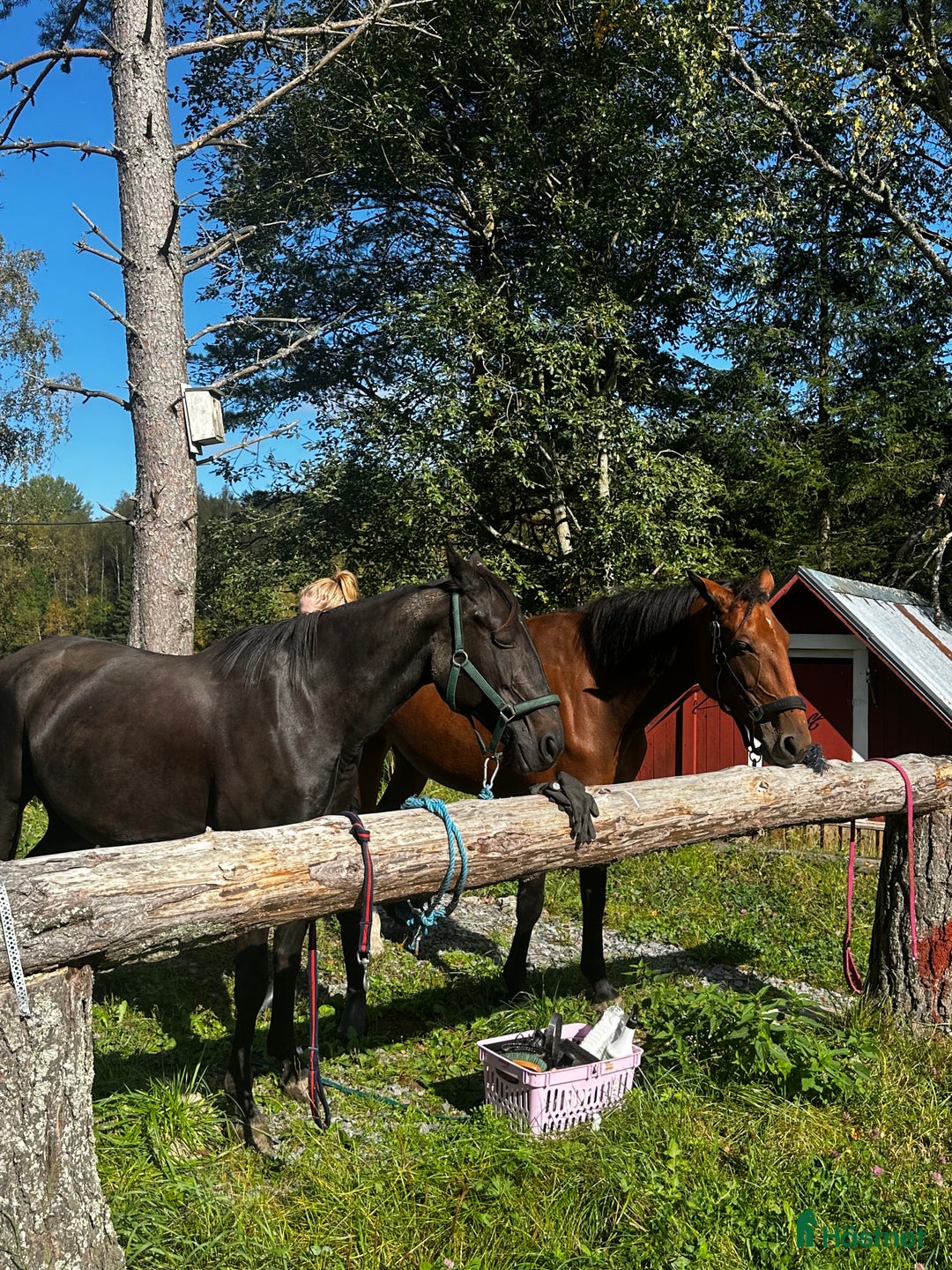 Allround hästar till salu: Ridtravare/ fölsto  i Kil - Annons 4