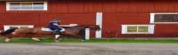 Allround hästar till salu: Två fantastiska valacker söker nytt hem - Annons 3