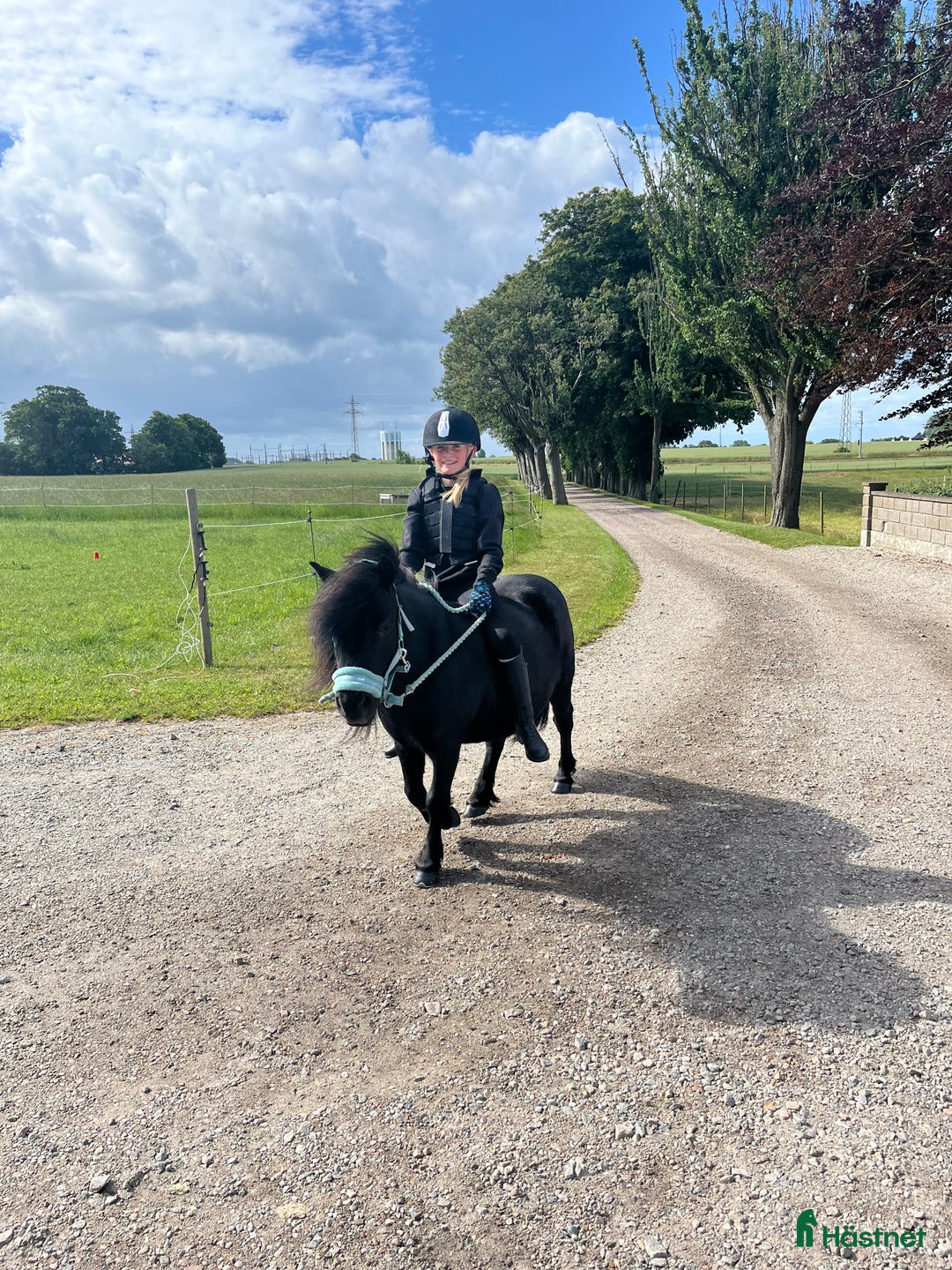 Allround hästar till salu: Barnens bästa vän i Trelleborg - Annons 3