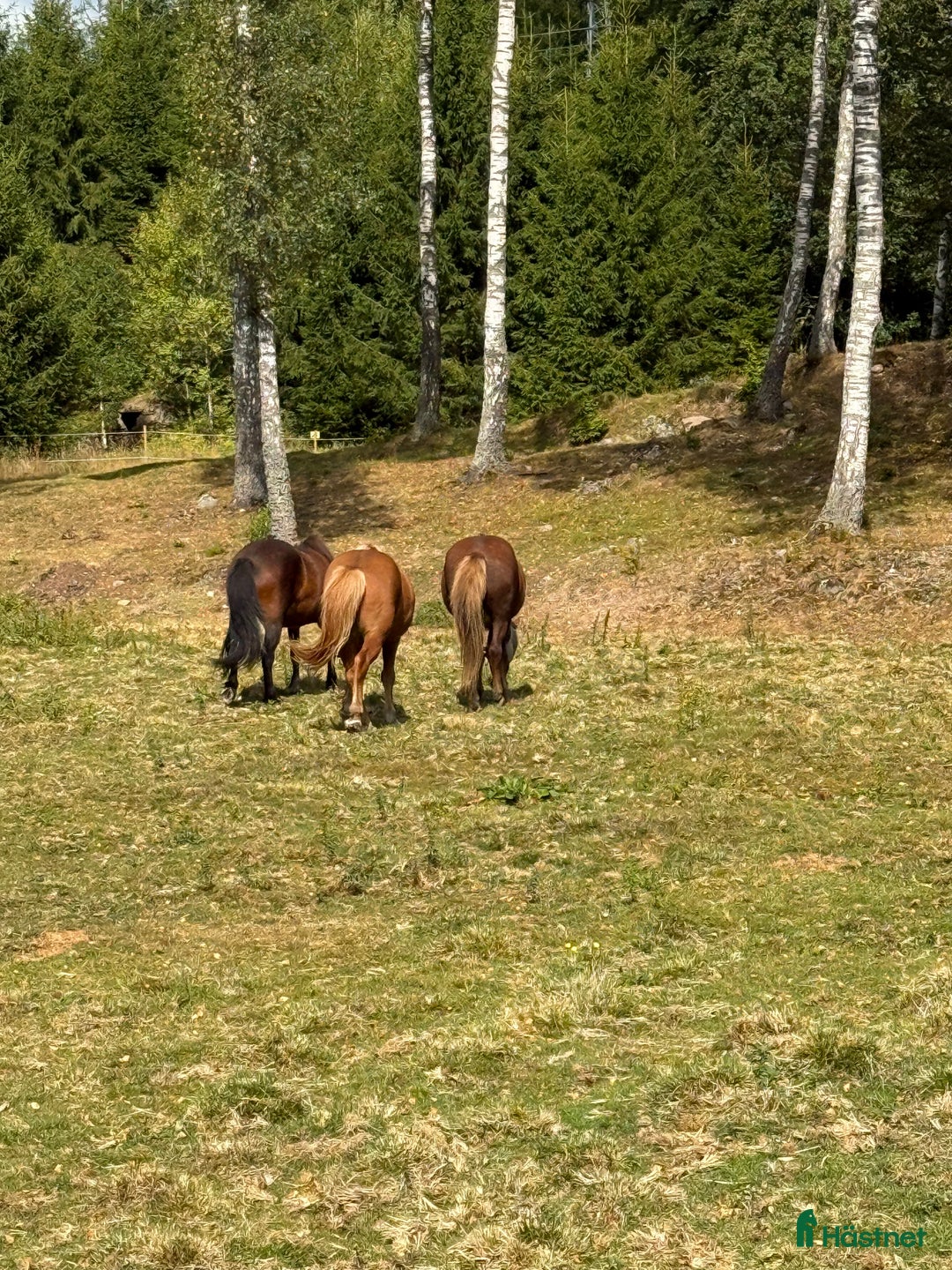  stallplats finnes: Granetorps Framtid 🥰 - lösdrift för islandshästar i Tyringe - Annons 7