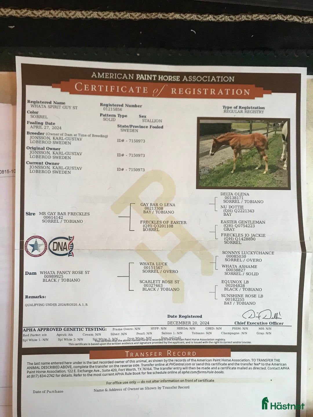 Western hästar till salu: Spirit ! i Löberöd - Annons 3