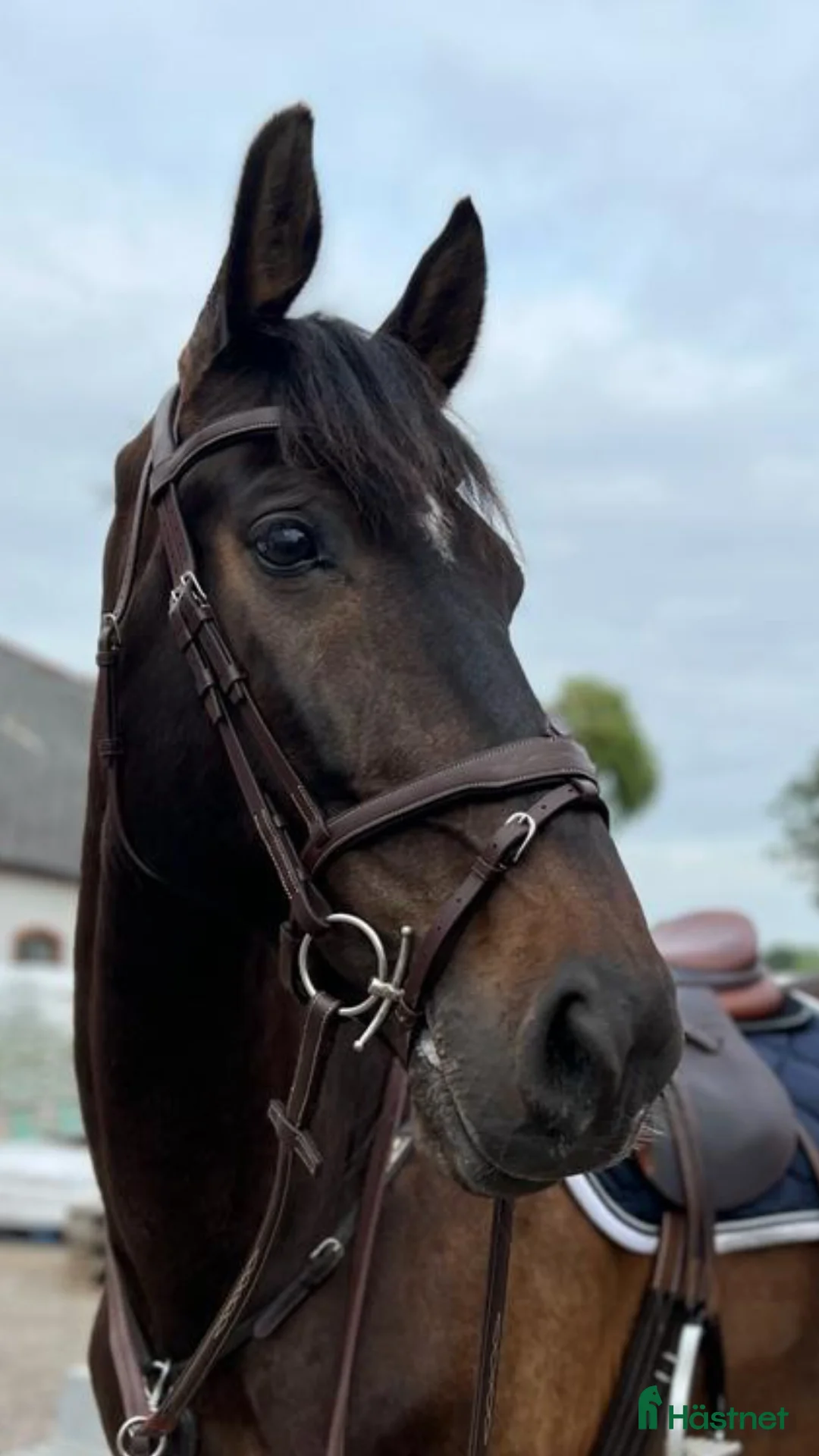 Allround hästar till salu: Fantastisk allround valack!  - Annons 1