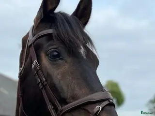 hästar Fantastisk allround valack! - Annons 3