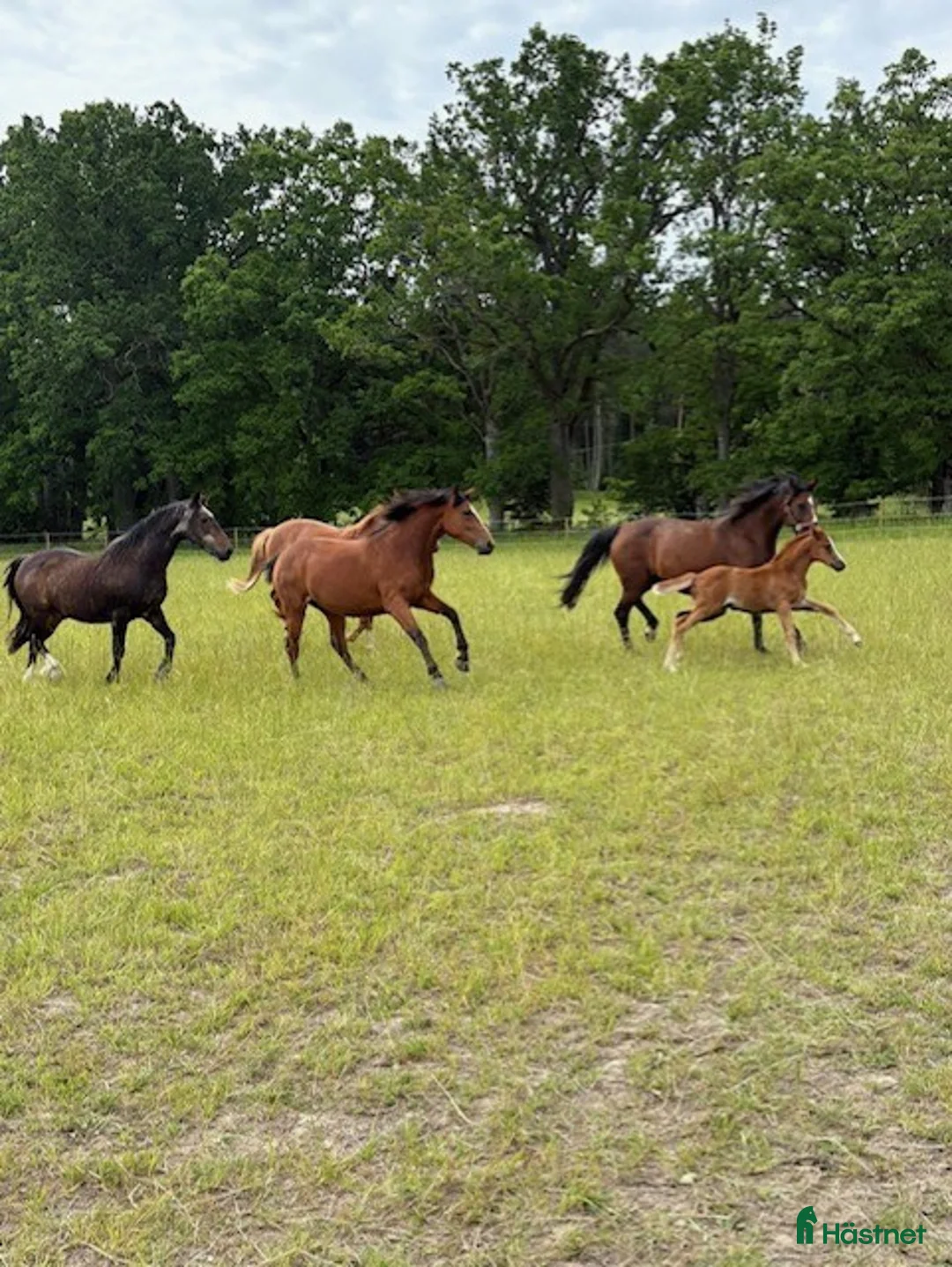  stallplats finnes: Sommarbete finnes norr om Stockholm - Annons 2