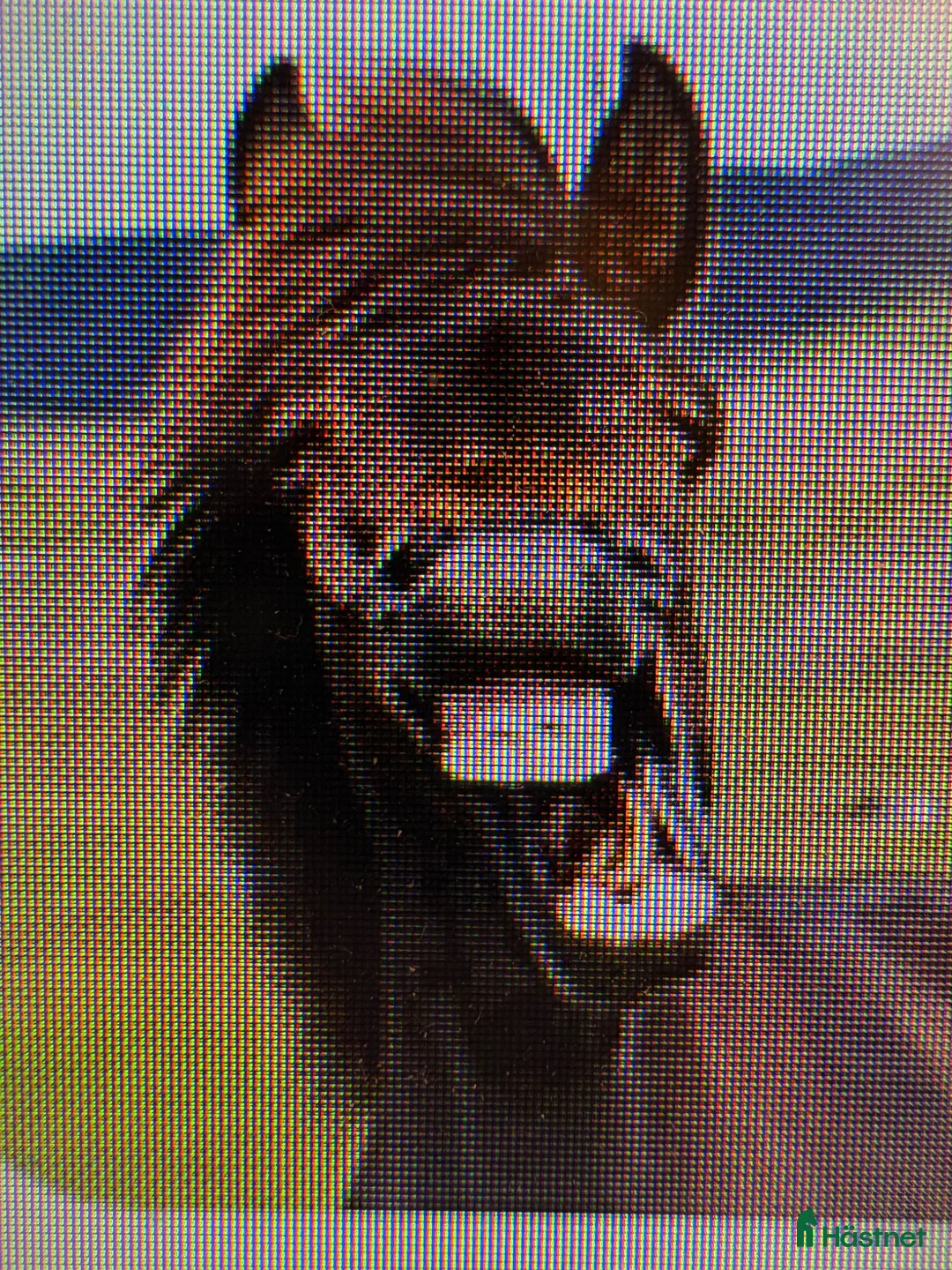  medryttarhäst sökes: Pålitlig vuxen Medryttare / halvfodervärd  i Huddinge - Annons 1