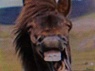 medryttarhäst sökes: Pålitlig vuxen Medryttare / halvfodervärd - Annons 7