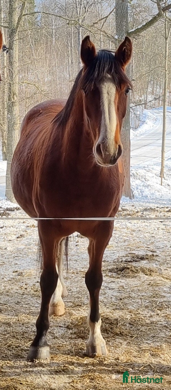  hästar 3års sto - Annons 5