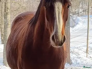 hästar 3års sto - Annons 5