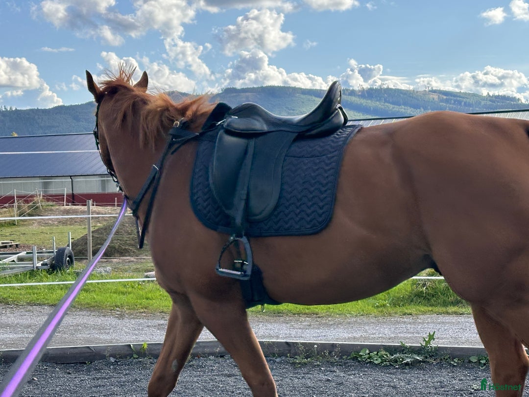 Sadlar hästutrustning till salu: Tre sadlar säljes i Borlänge - Annons 5