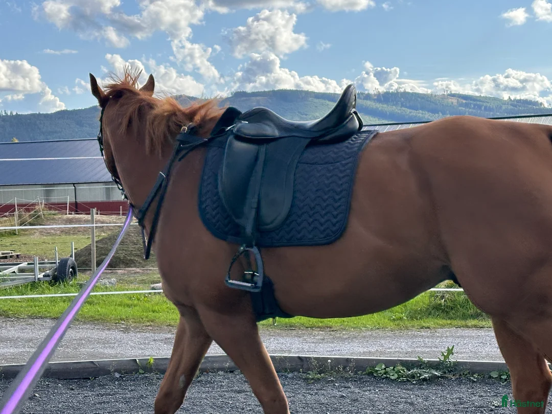 Sadlar hästutrustning till salu: Tre sadlar säljes i Borlänge - Annons 5