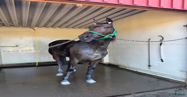  hästar i Vänersborg - Annons 9