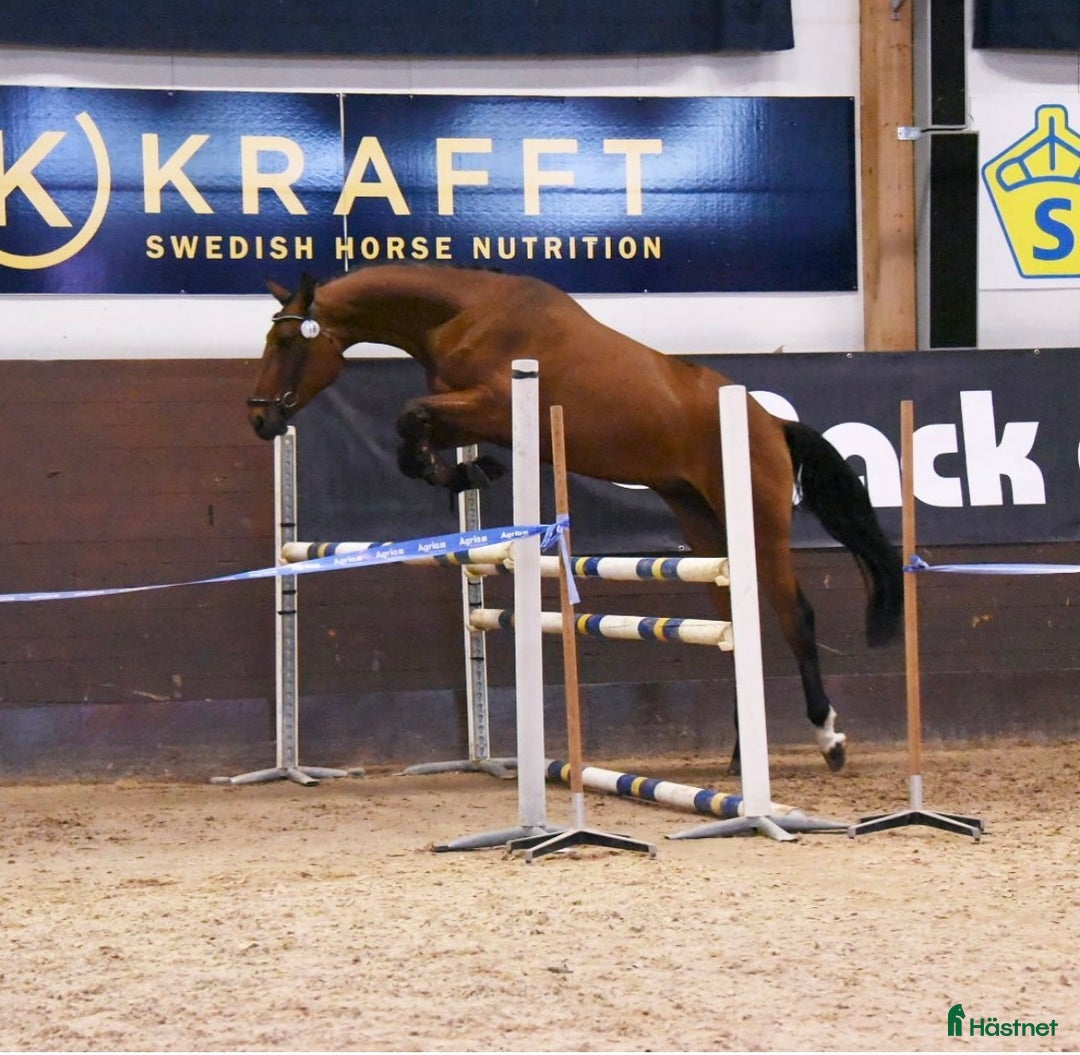 Hoppning hästar till salu: Cool valack med kraftfullt språng i Strängnäs - Annons 5