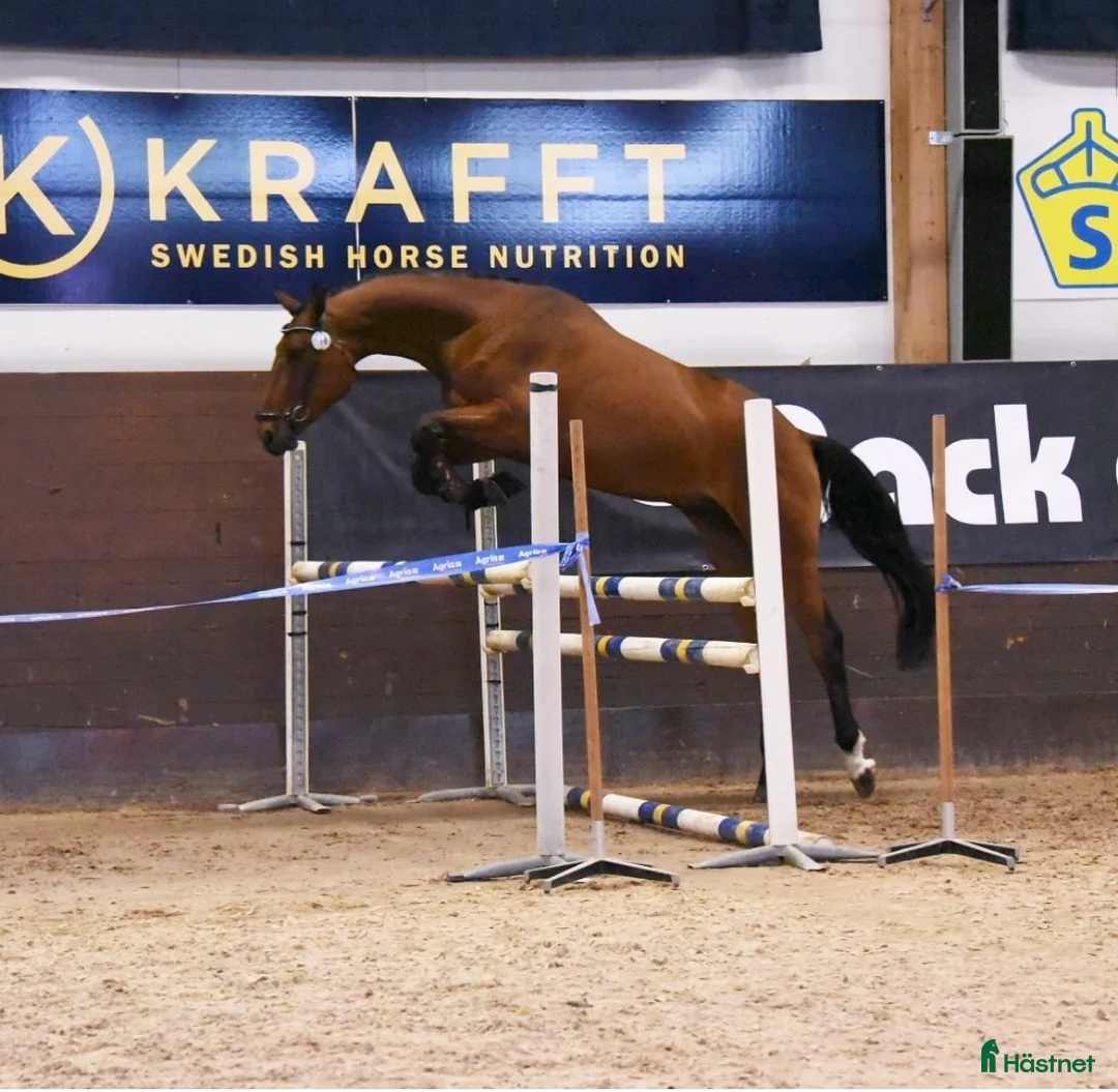 Hoppning hästar till salu: SWB valack med hoppstam i Strängnäs - Annons 5