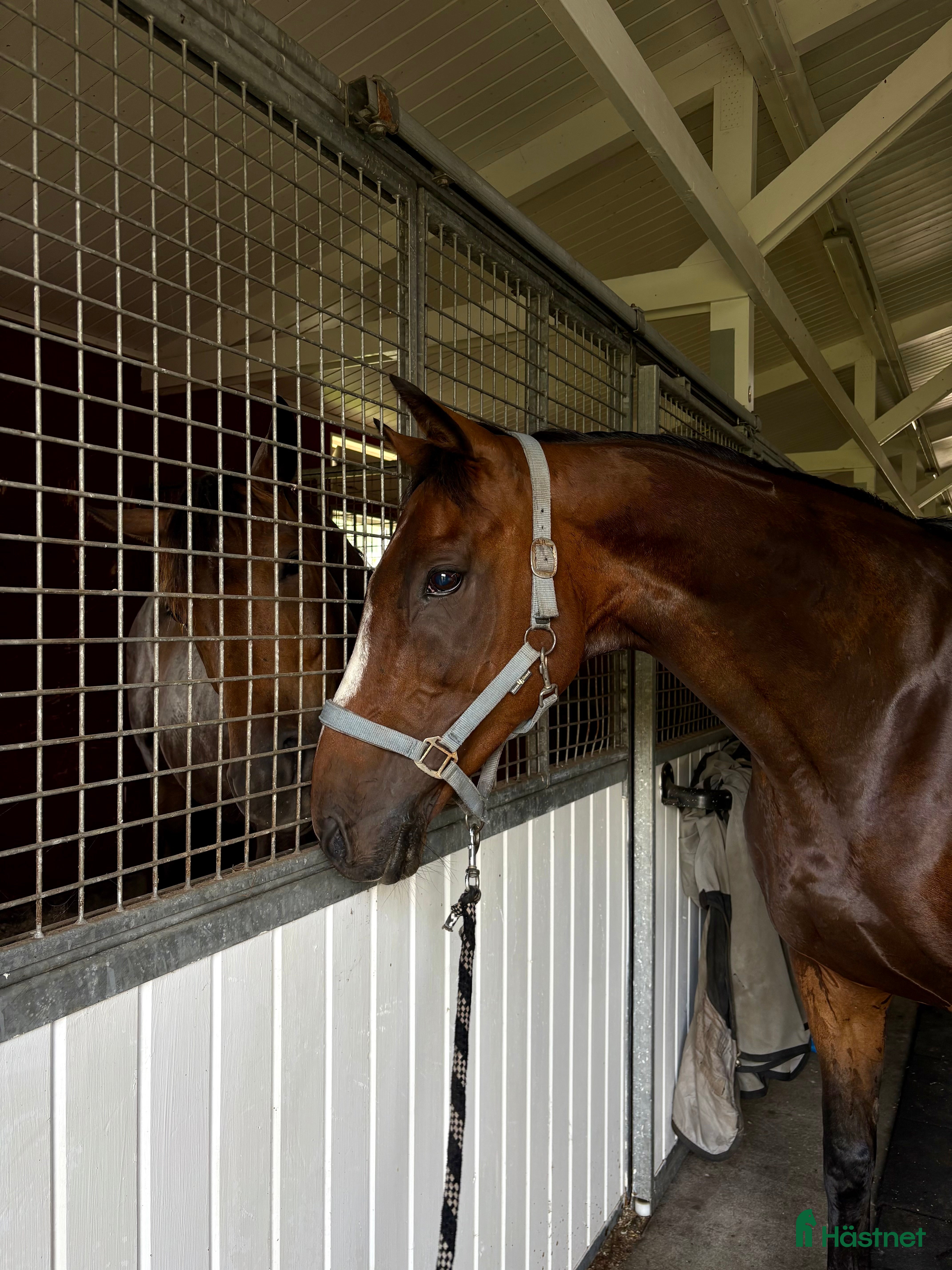  hästar Pigg och rolig hobbyhäst - Annons 8