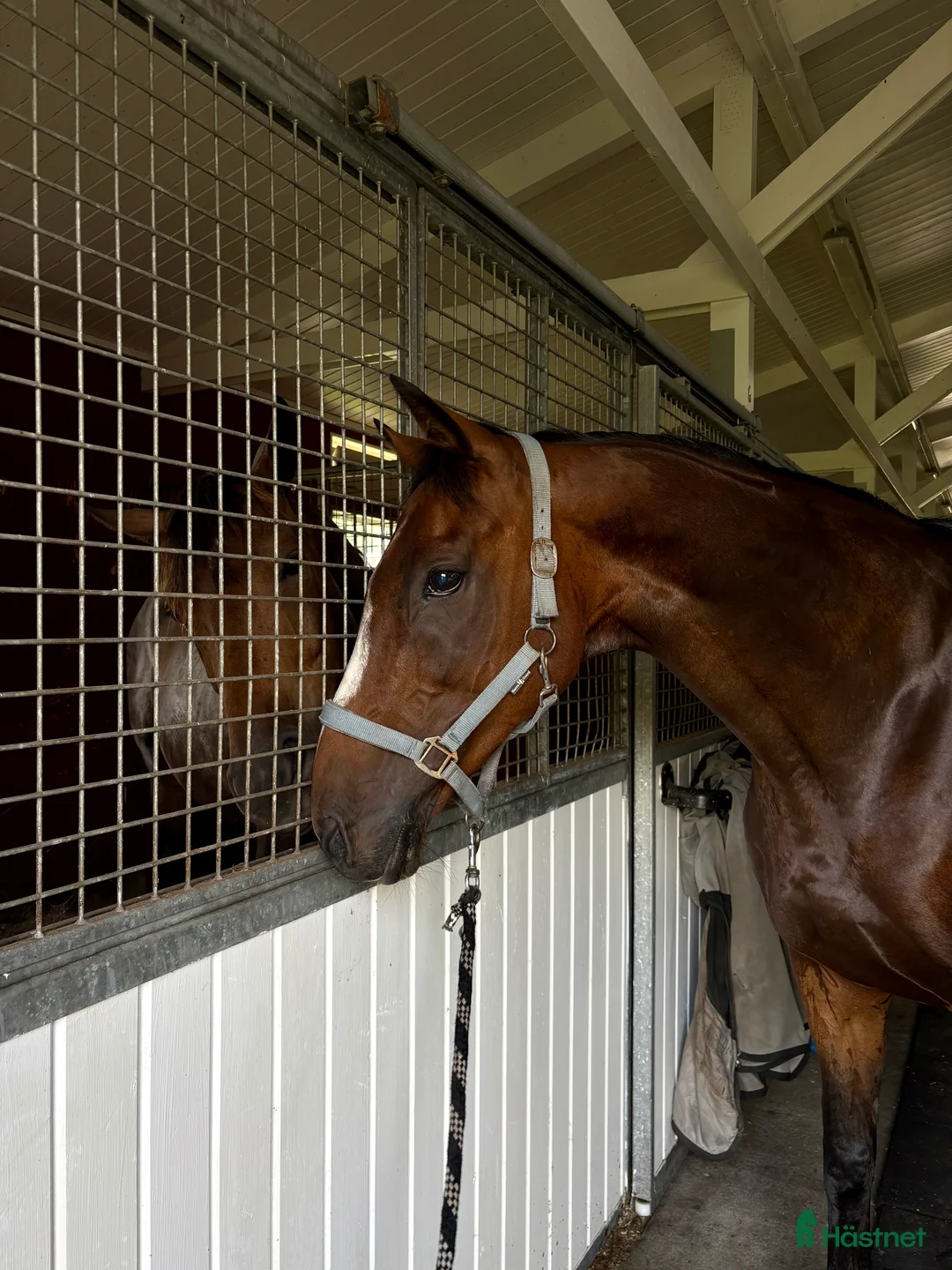 Allround hästar till salu: Pigg och rolig hobbyhäst - Annons 1