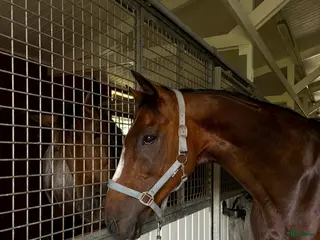 hästar Pigg och rolig hobbyhäst - Annons 8