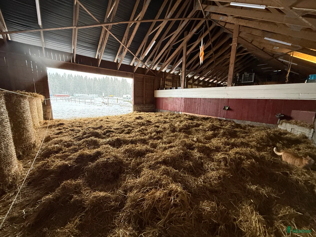  stallplats finnes: Lösdrift nära Södertälje  i Järna - Annons 8