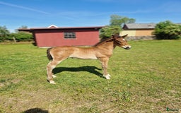 Allround hästar till salu: Vackert hingstföl i Perstorp - Annons 14