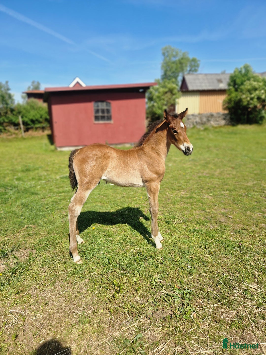 Allround hästar till salu: Vackert hingstföl i Perstorp - Annons 14