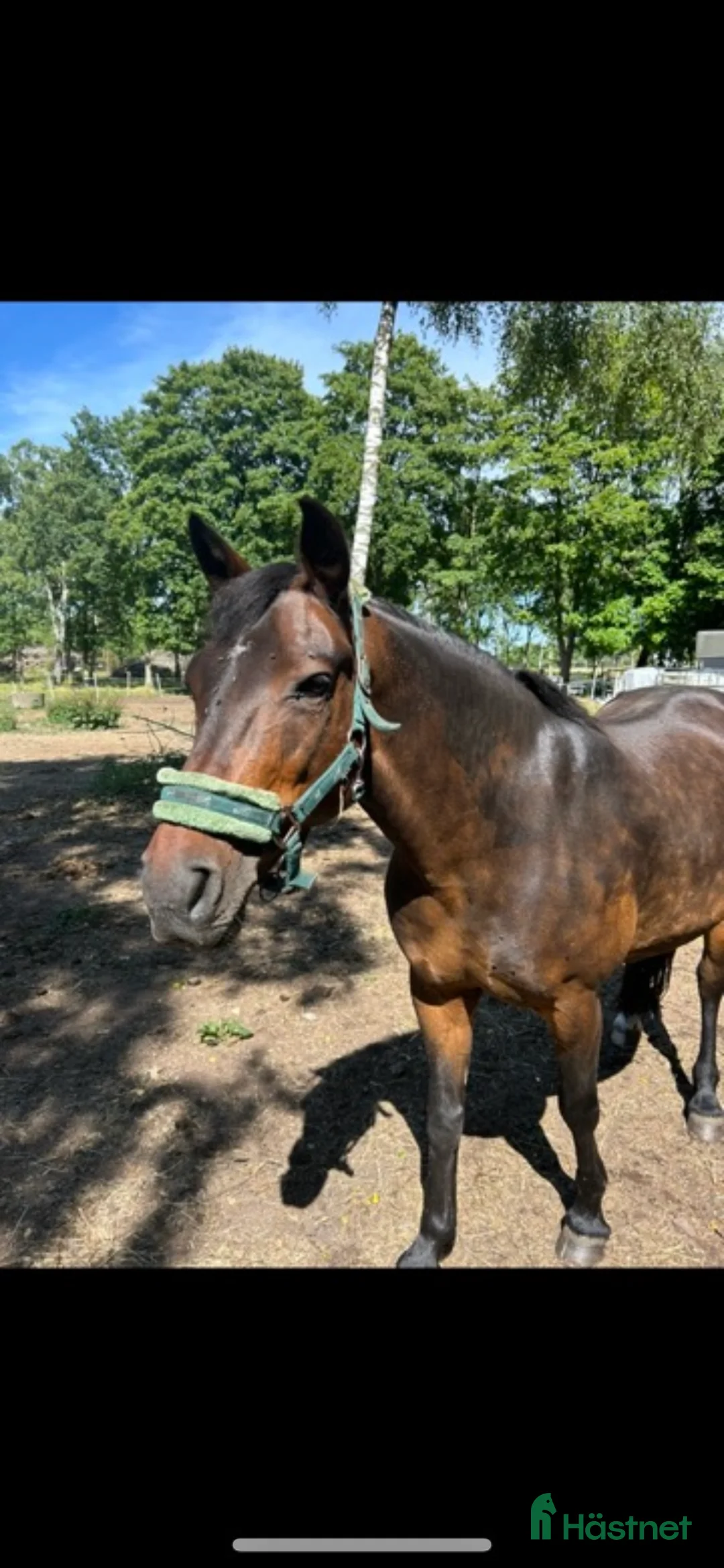 Allround hästar till salu: New forest sto söker bästa vän - Annons 1