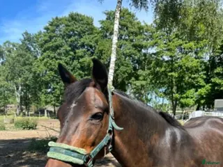 hästar New forest sto söker bästa vän - Annons 7