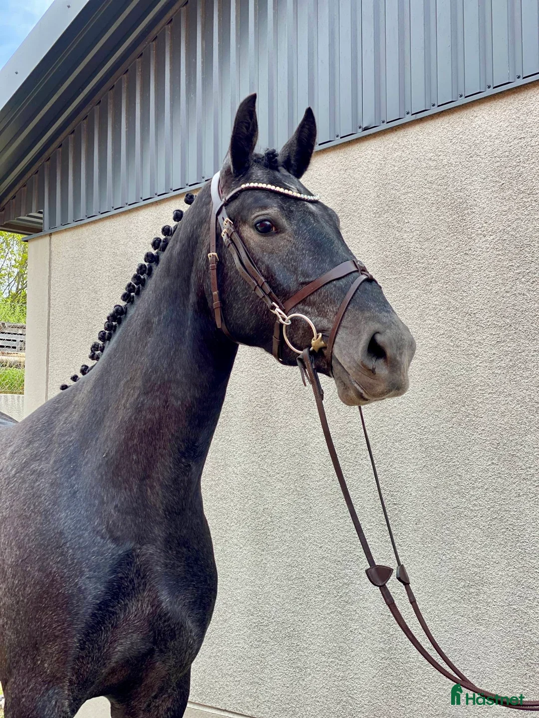 Hoppning hästar till salu: Sto för de största  i Åtvidaberg - Annons 4