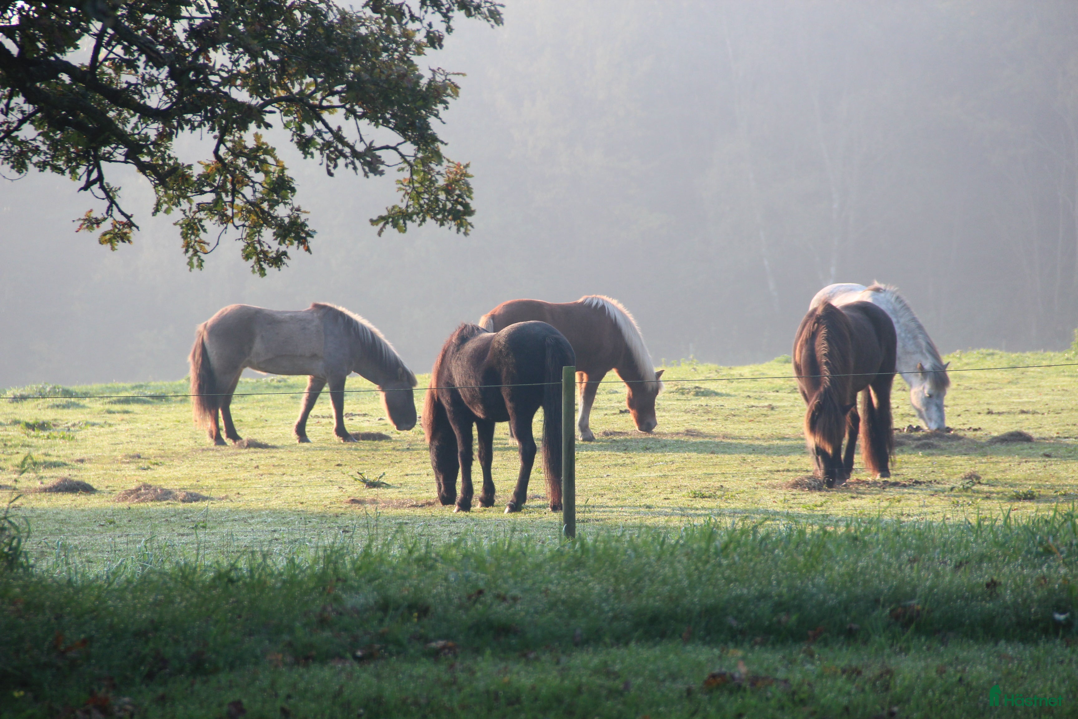  stallplats LÖSDRIFT FÖR ISLANDSHÄSTAR UTANFÖR LUND - Annons 8
