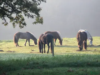 stallplats LÖSDRIFT FÖR ISLANDSHÄSTAR UTANFÖR LUND - Annons 8
